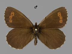 E. disa